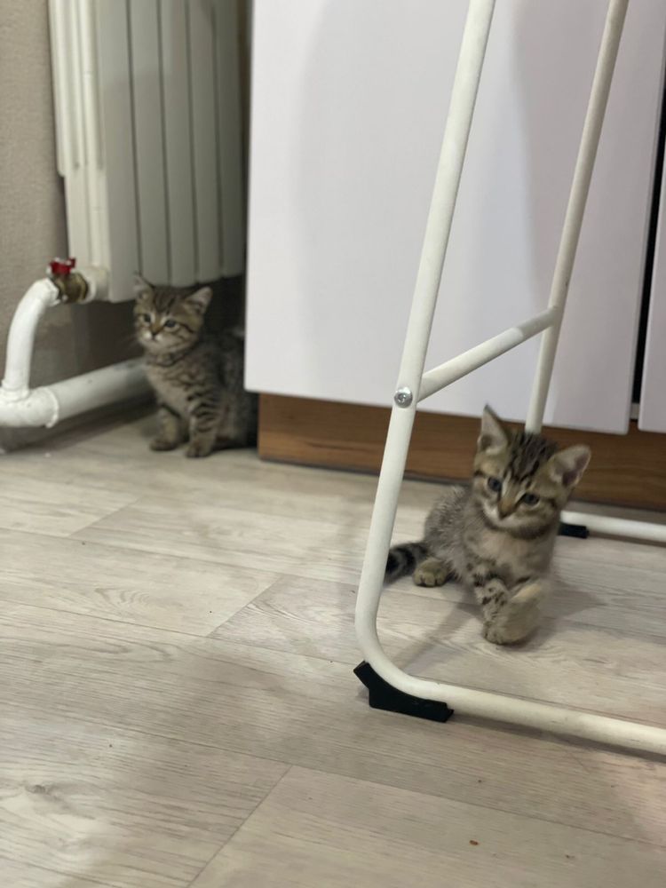 Котята два месяца