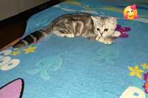 Шотландский котёнок