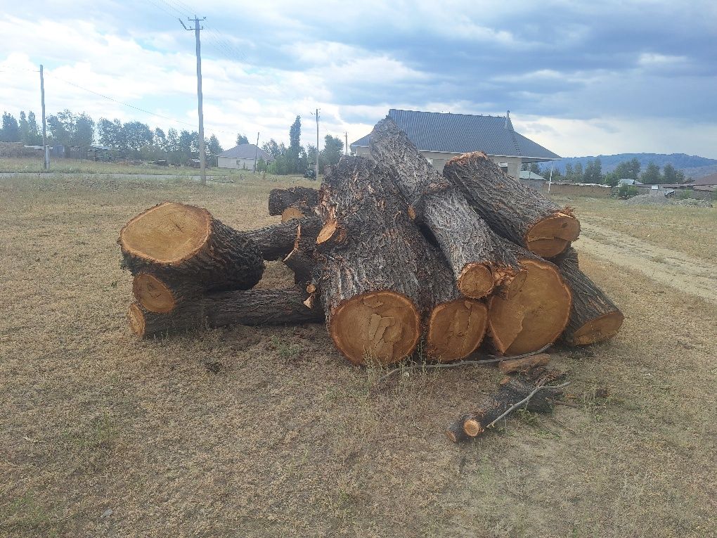 Продам ствалы карагача