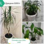 Шефлера  Спатифиллюм фикус  сансевиерия