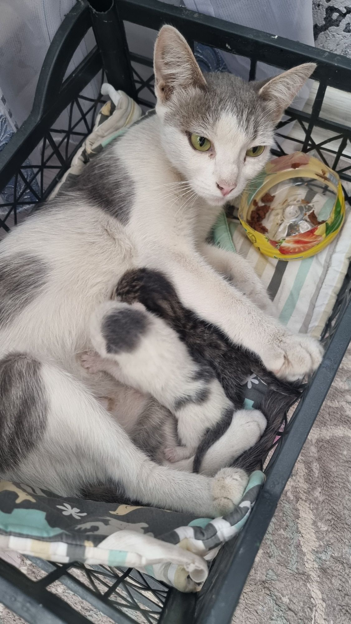 бесплатна котят.