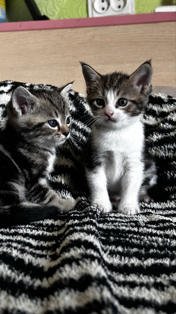 Отдам котят только в ответственные руки