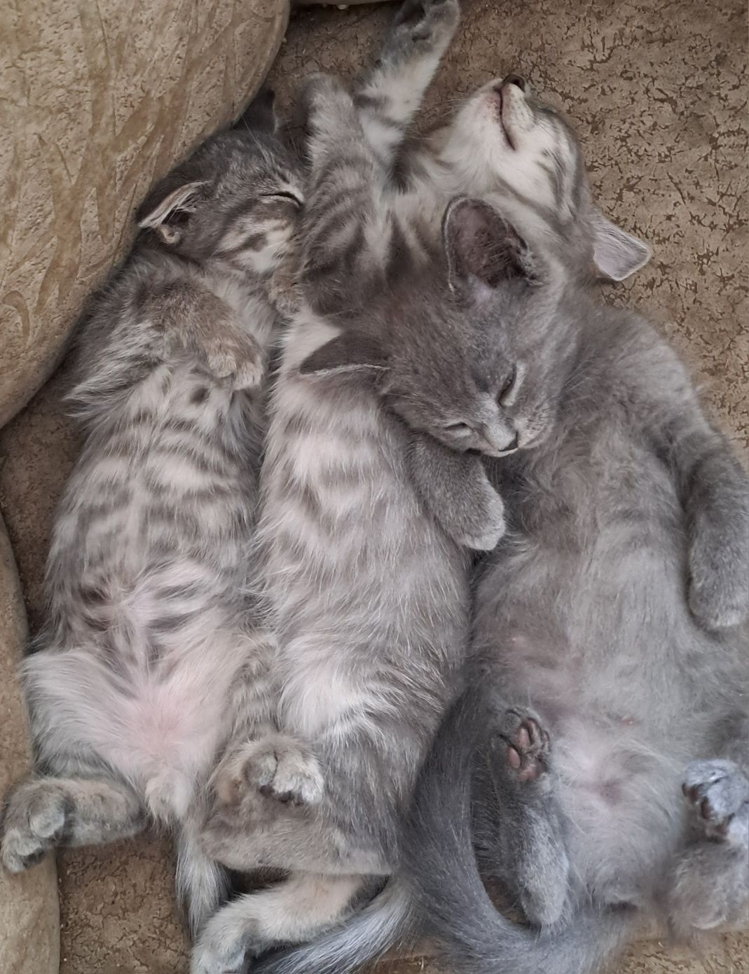 Котята, два мальчика и девочка