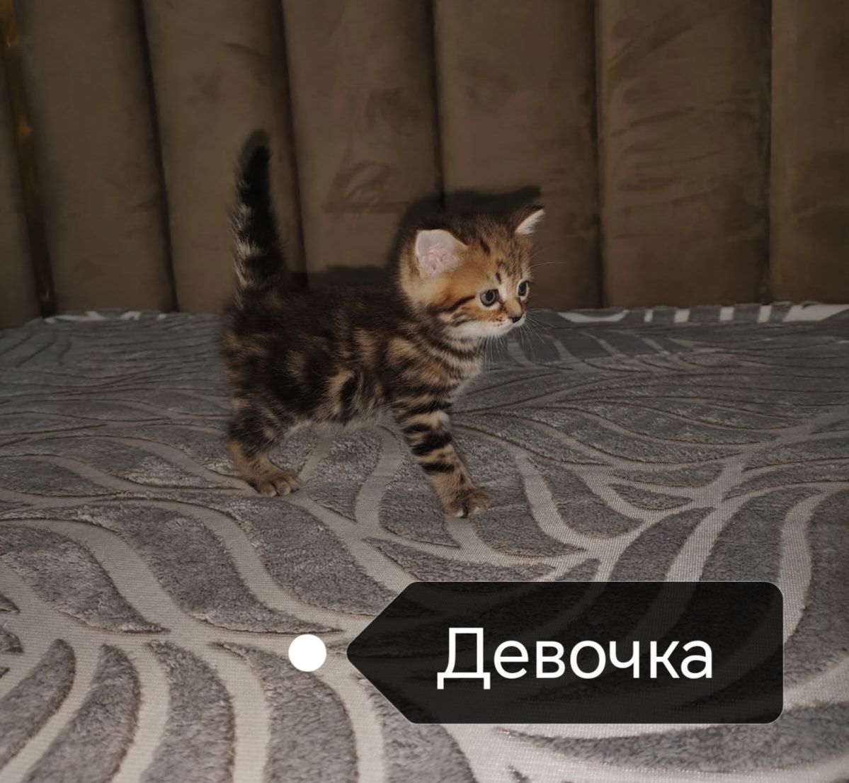 Шотландские котята