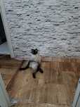 Отдам котиков  в добрые руки!!!