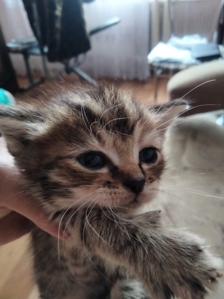 Отдам котят в добрые руки