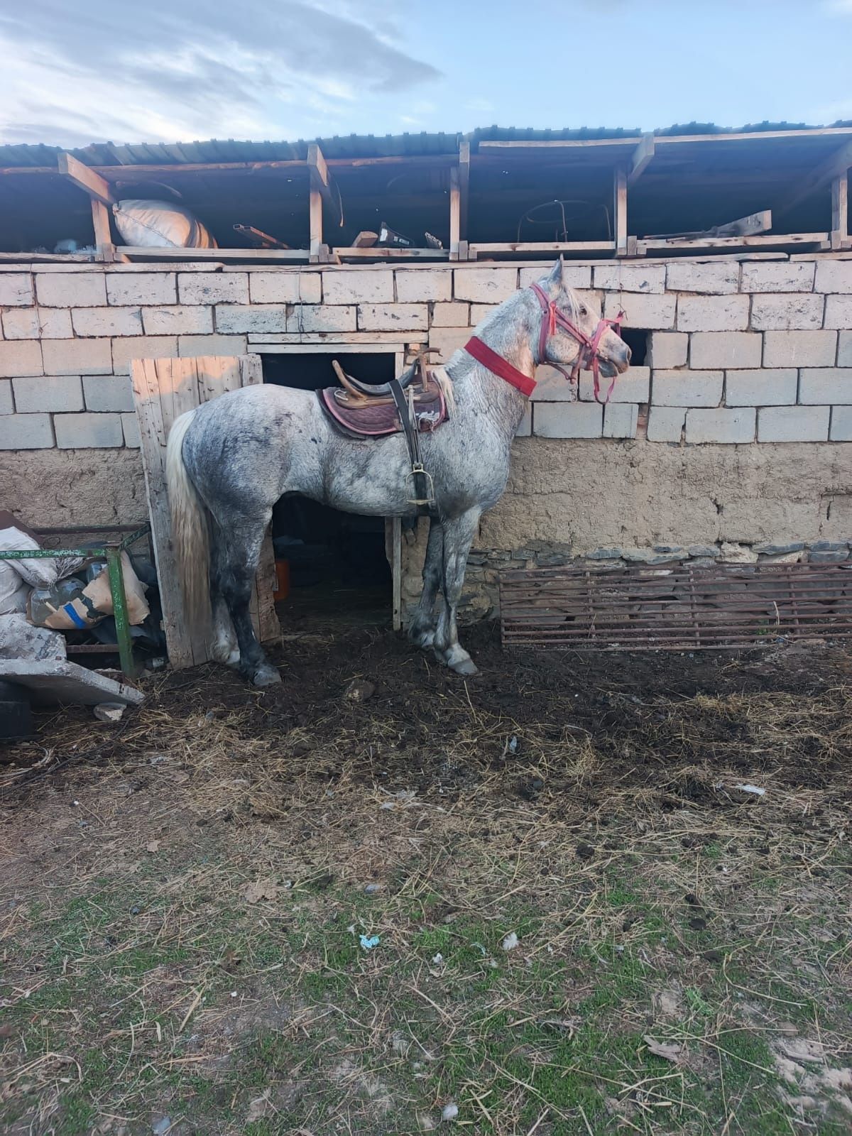 Продам жеребцов на кокпар. Айғыр сатам көкпарға