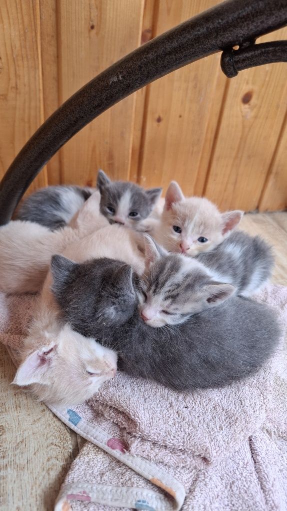 Котят отдам в добрые руки срочно