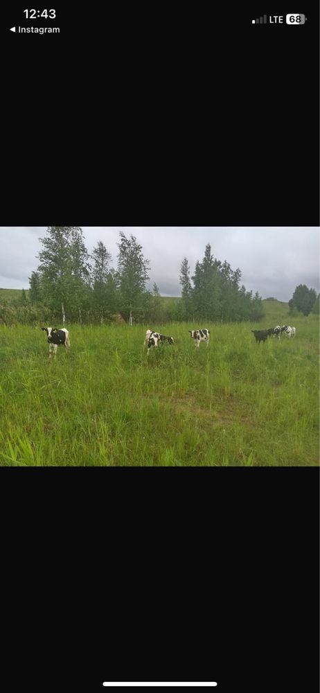 Продам бычков Голштинской породы