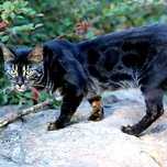 Lux Bengal cats. ЧЕРНЫЕ бенгалы
