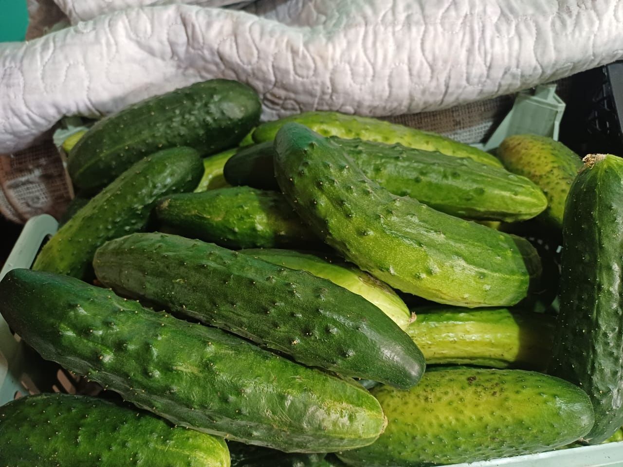Продам домашние огурцы