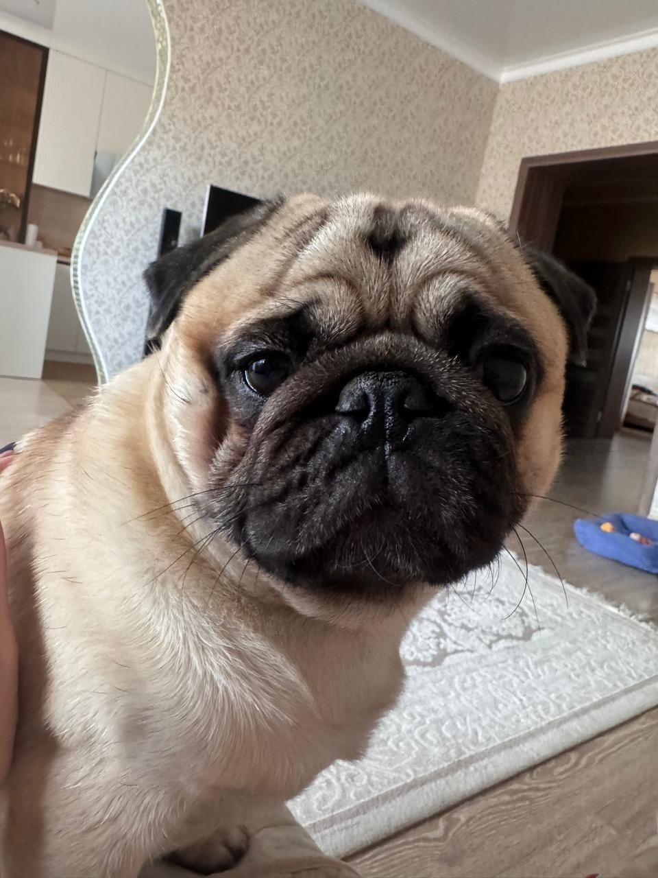 ВЯЗКА мопса,мальчик