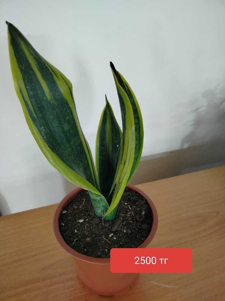 Продам комнатные  растения.