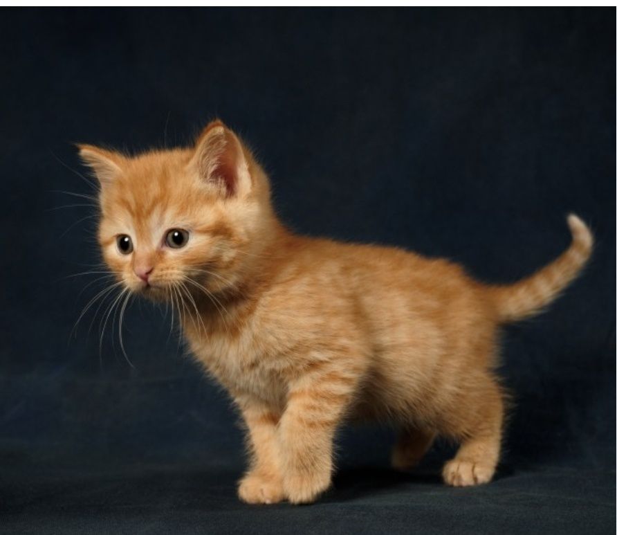 Котенок рыжий 1.5 месяца