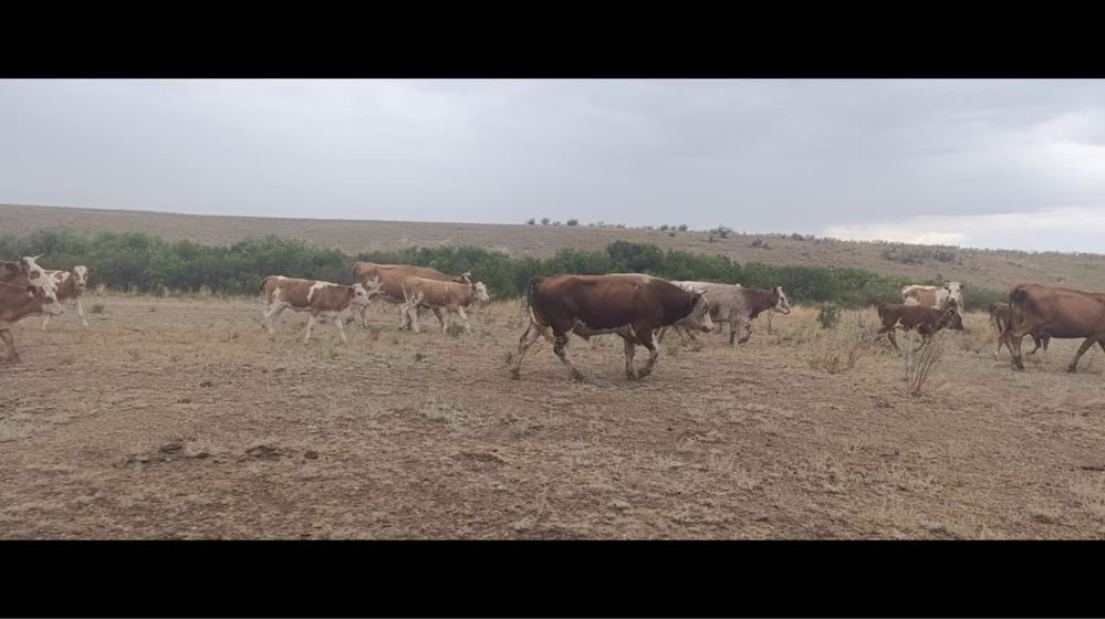 Крс бык производитель