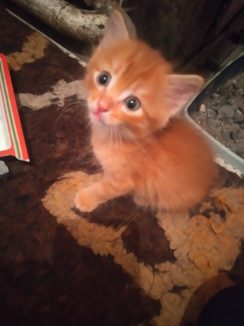 Отдам котят добрые руки
