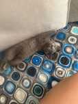Британский котенок