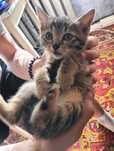 Кошечка, 1,5 месяца