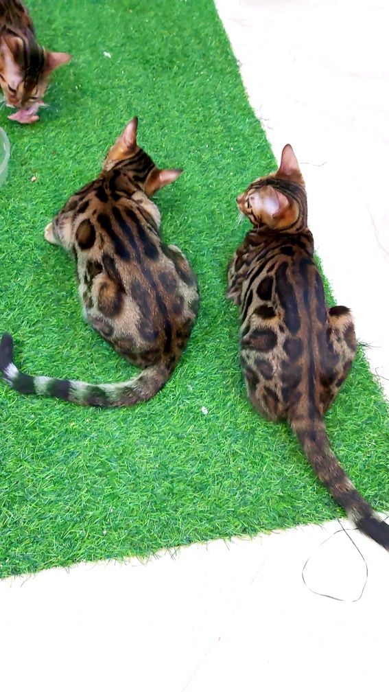 Бенгальские ШИКАРНЫЕ котята.