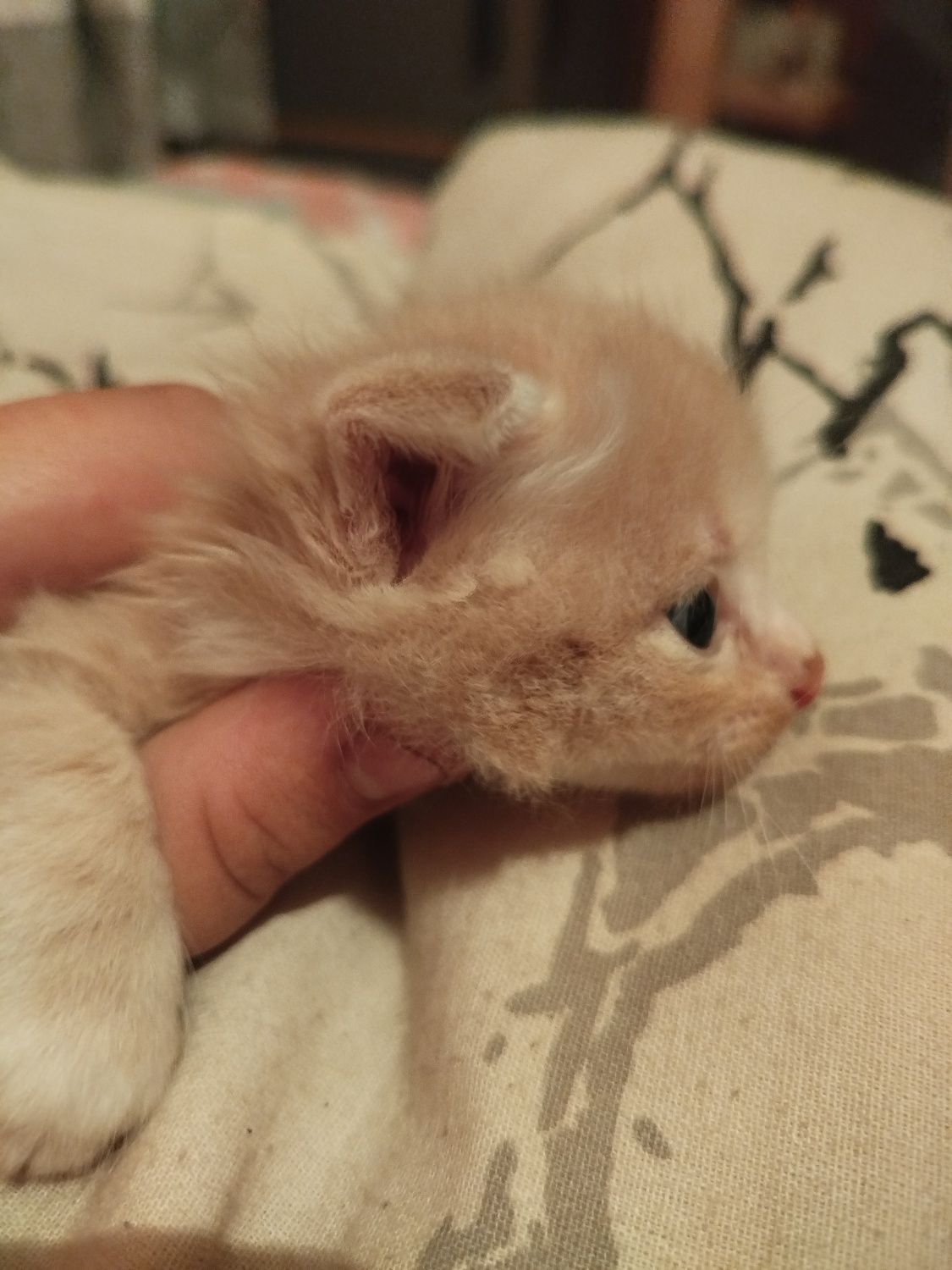 Котята вислоухие