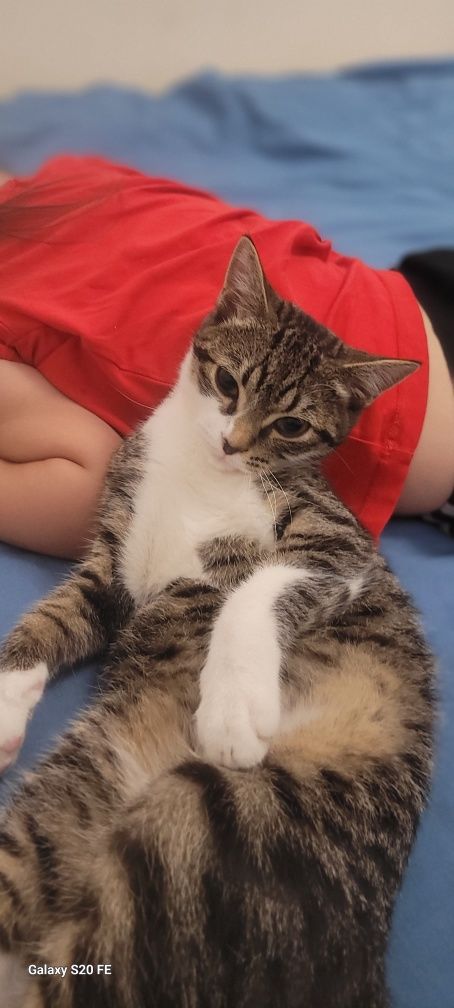 Кошка с котятой Кошки