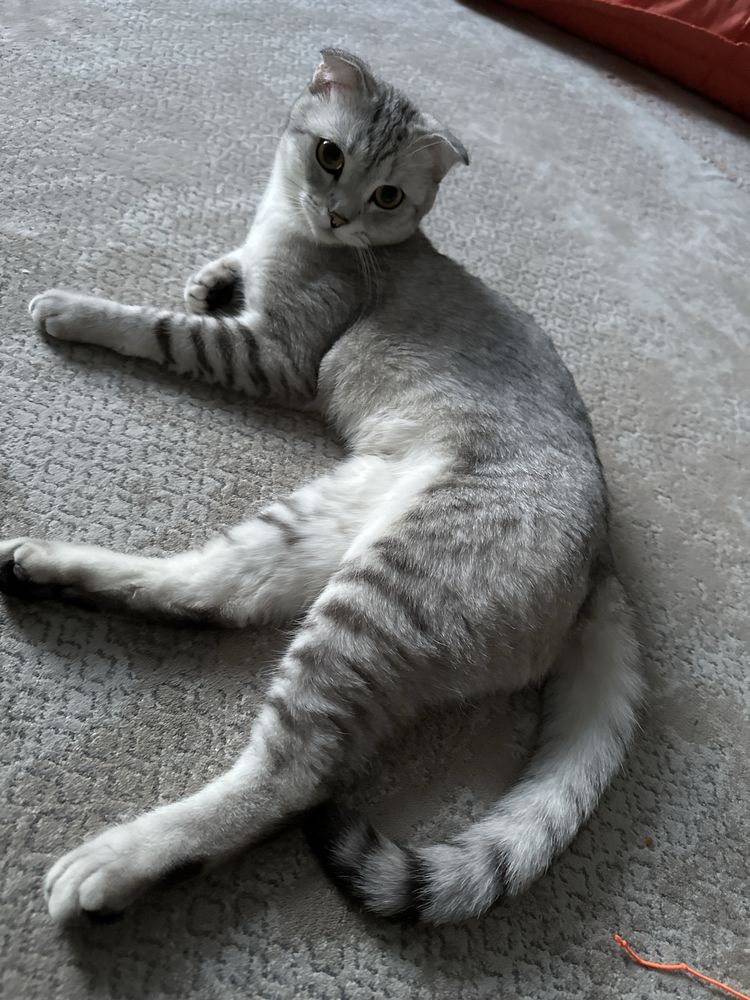 Кошку отдам в добрые руки