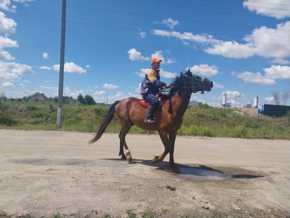 Айғыр сатылады 6 жасар жуас міңгі.