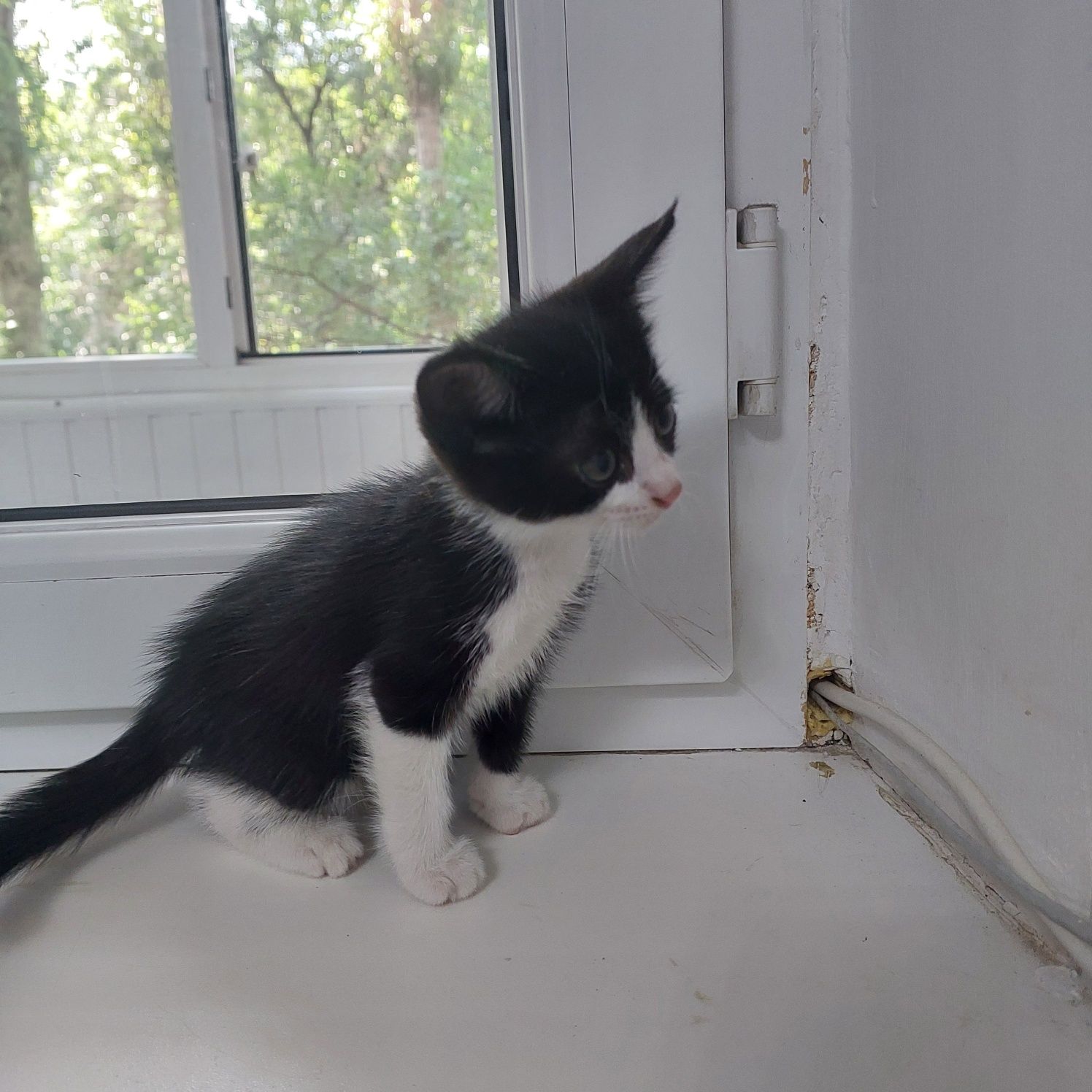 котятя 3 месячные