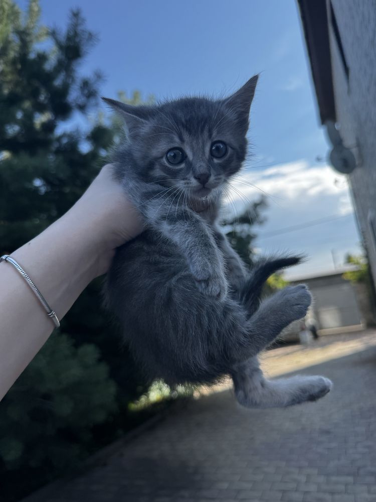 продам котят в добрые руки