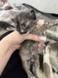 Котята бесплатно отдам хороший руки