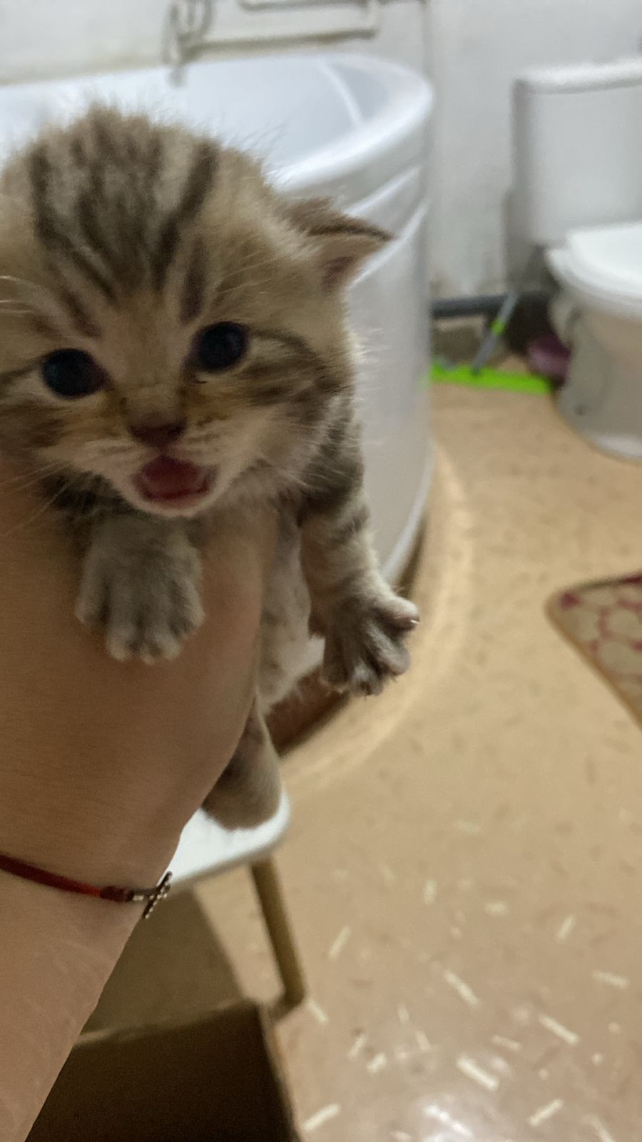 Продам котят британский вислоухие