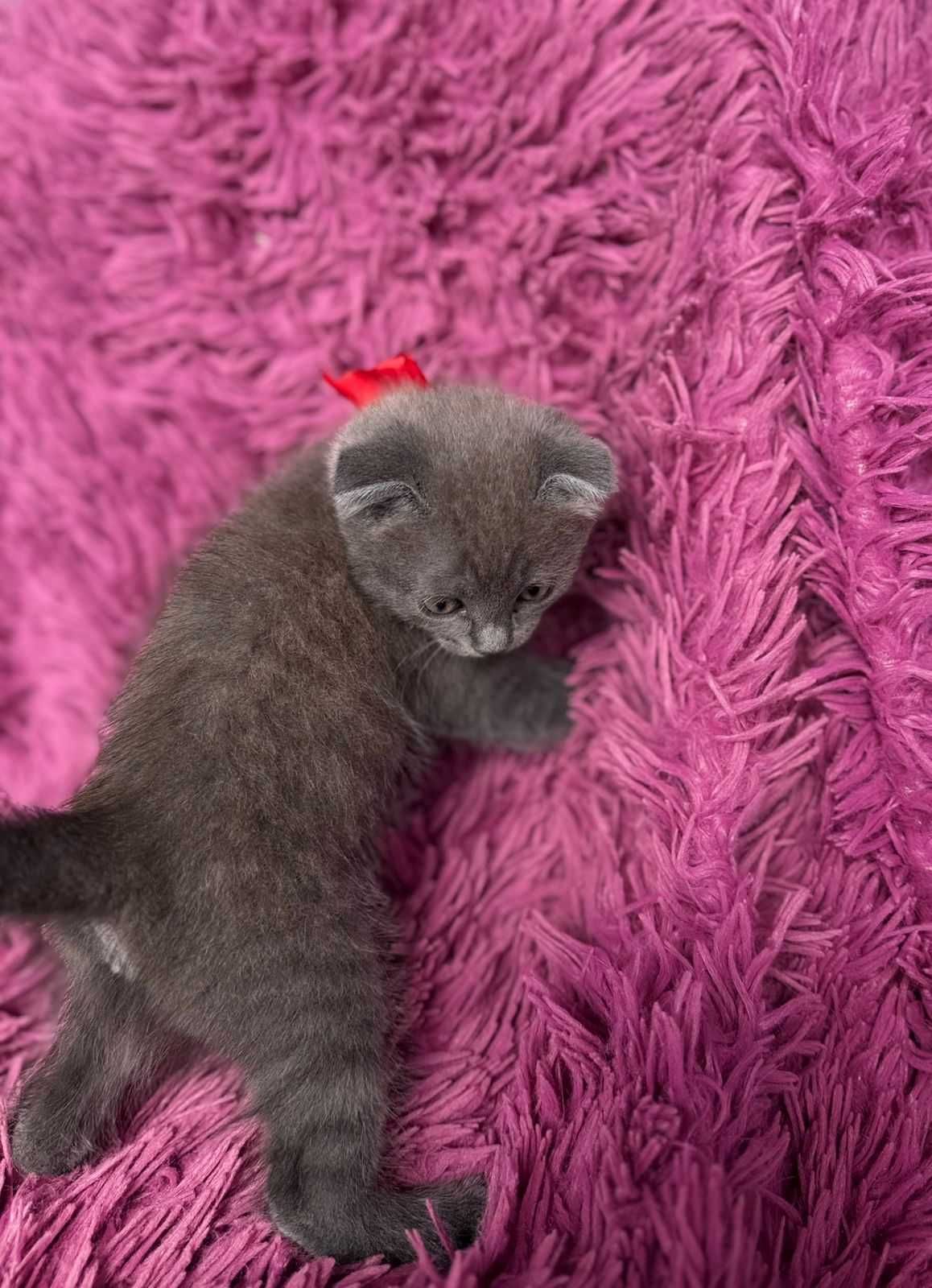 Шотландский вислоухий котенок (девочка) ищет любящих хозяев