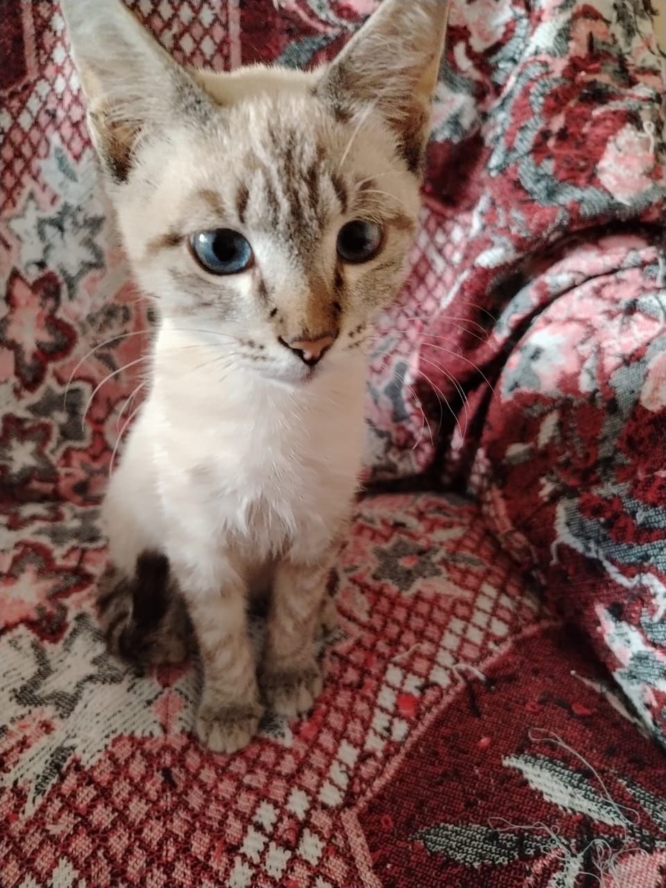 Котик ищет семью