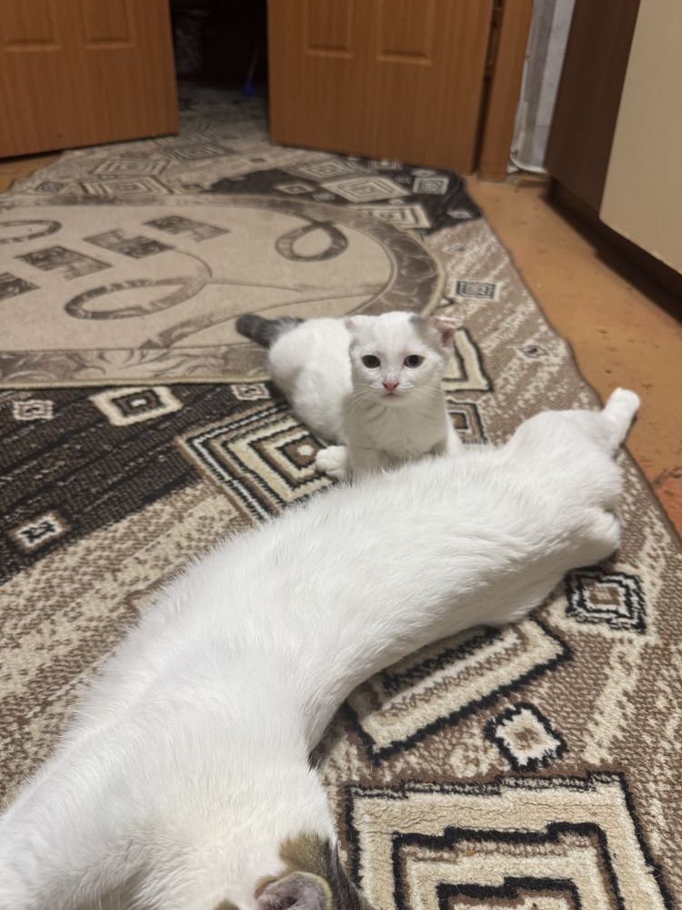 Котята шотландцы в добрые руки !