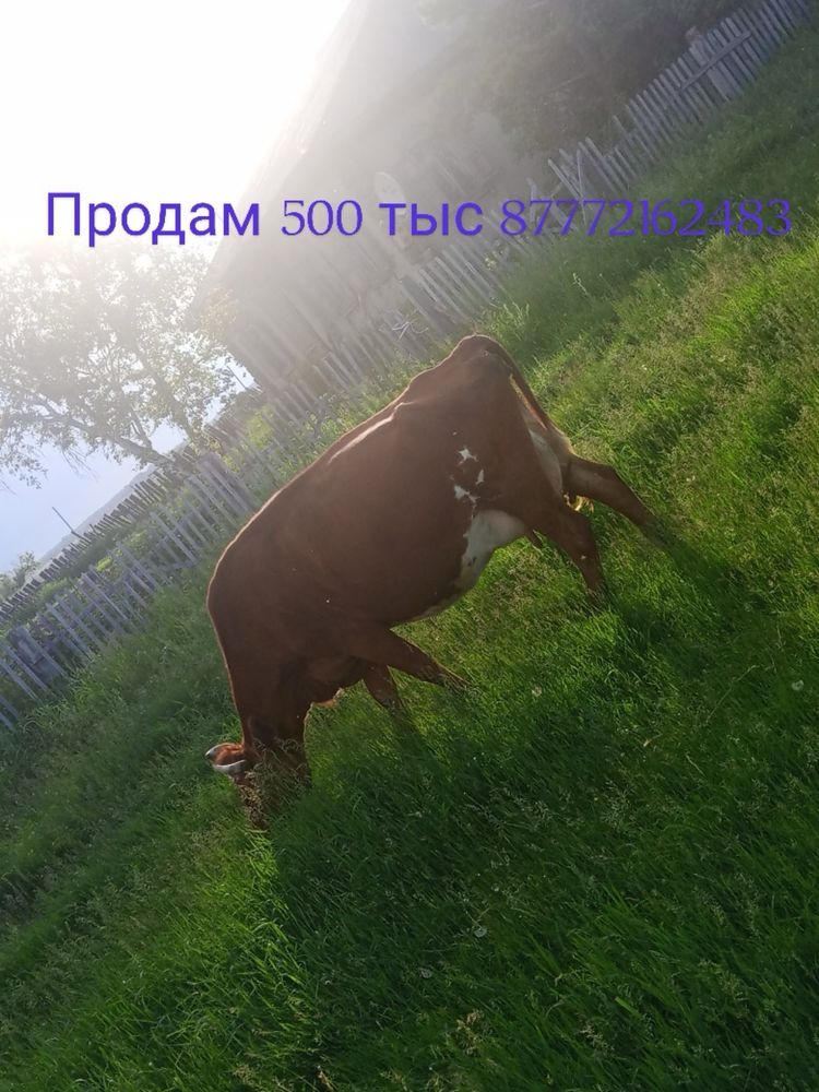 Продам коров.Пишите только на вацап