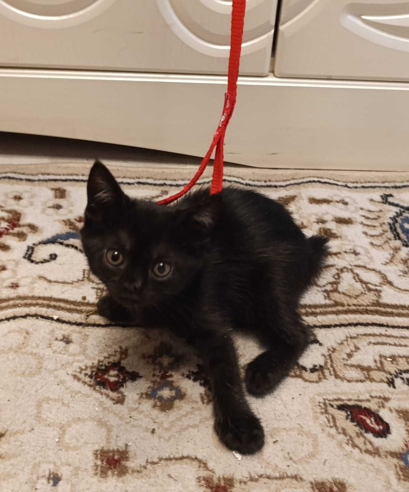 Котёнок родилась 9 мая