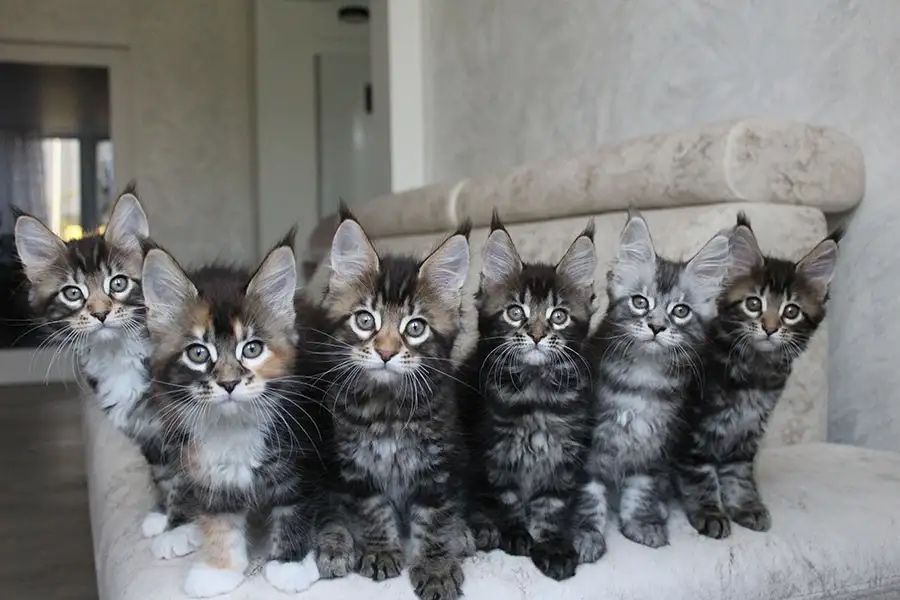 Котята мейн куна