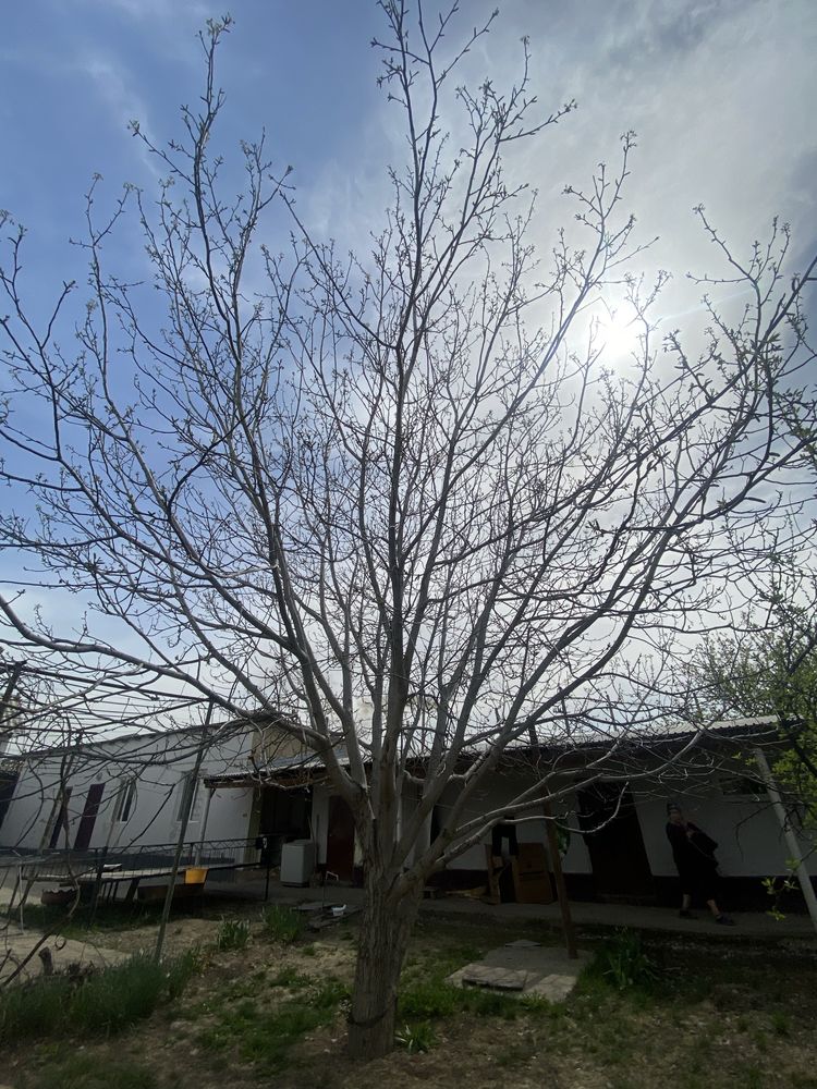 Жаңғақ тал сатылады торг бар