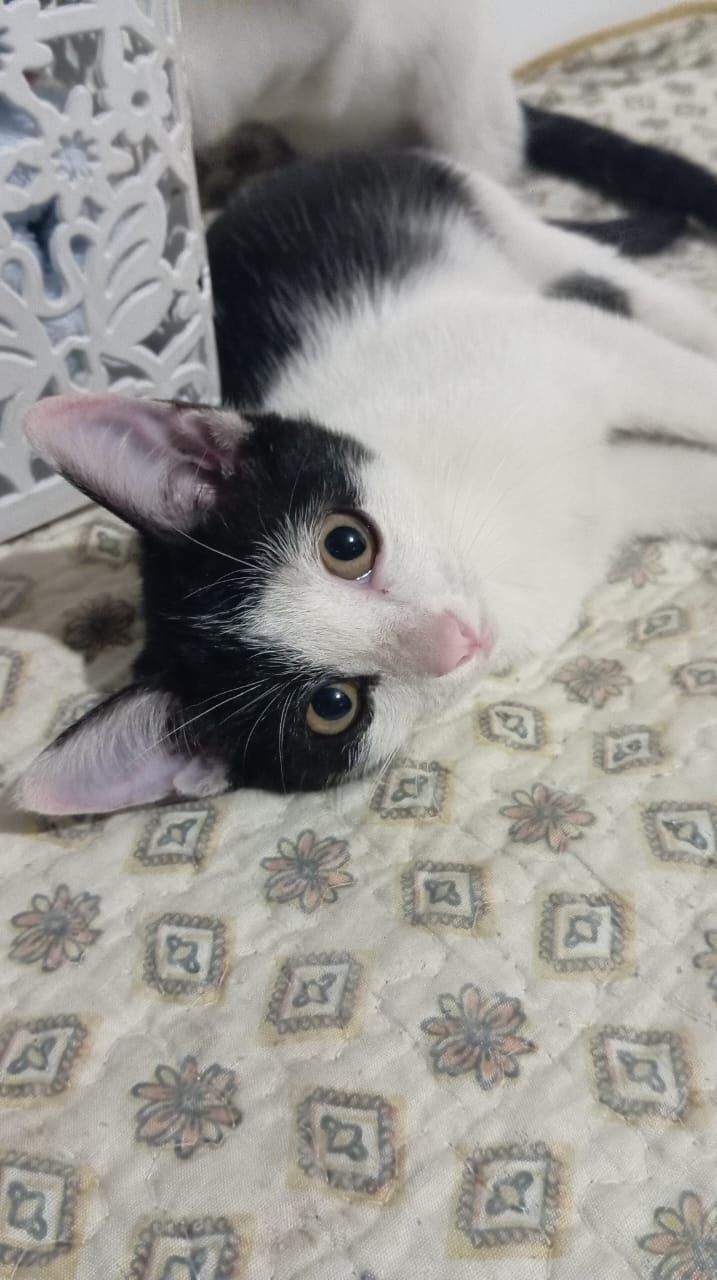 Срочно нужен дом котёнку