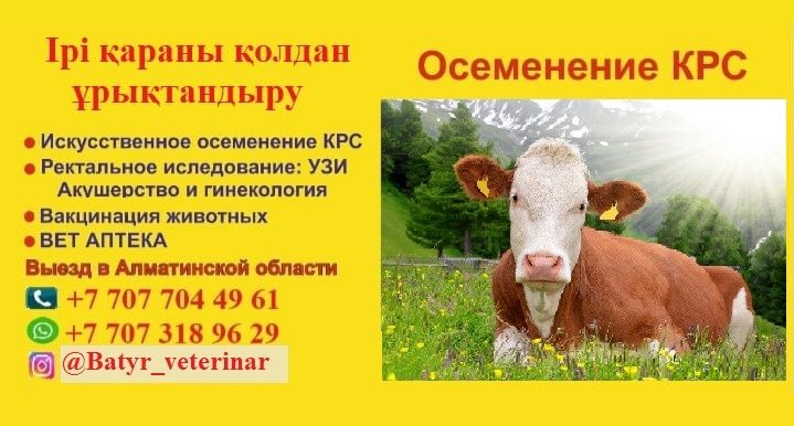 Осеменение КРС, ұрықтандыру Мүйізді ірі қара малын, алатауский Швиц