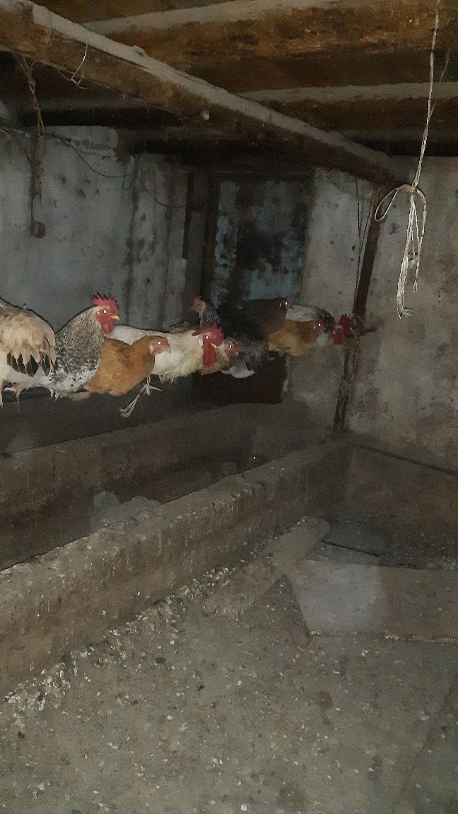 Продам курей, хорошо несутся