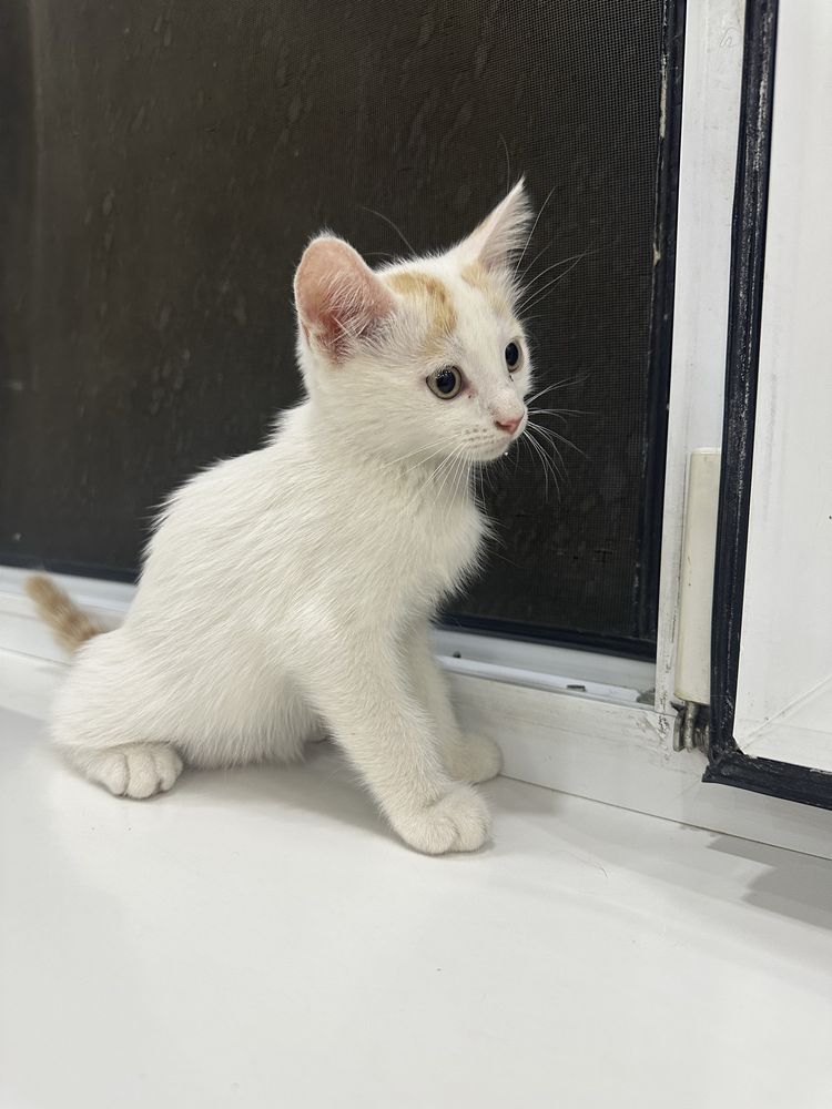 Бесплатно котят в добрые руки