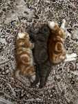 Котенки красивые