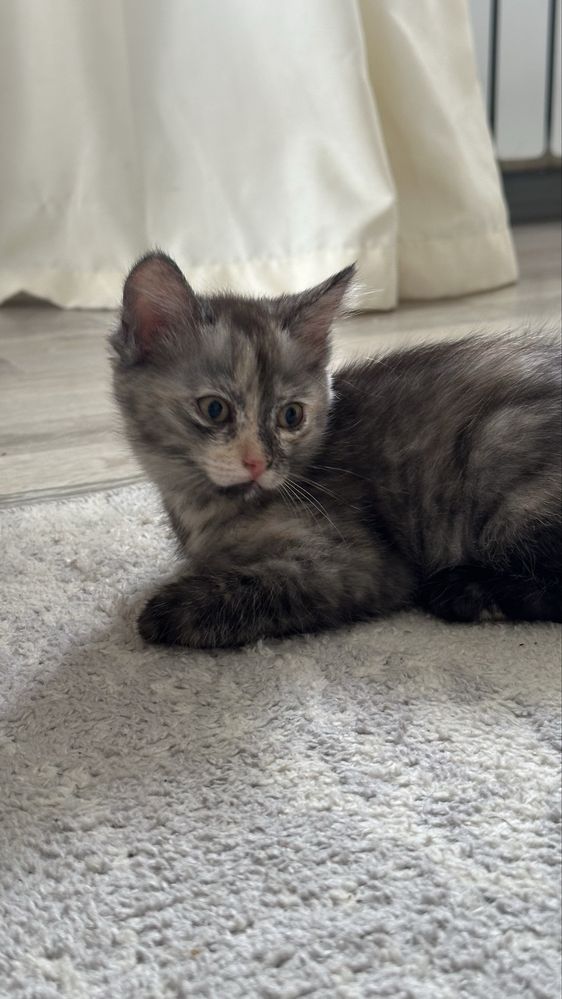 Котенка в добрые руки!