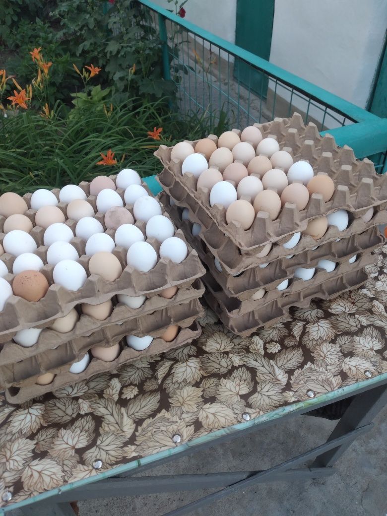 Продам яйцо курей пасутся вольные