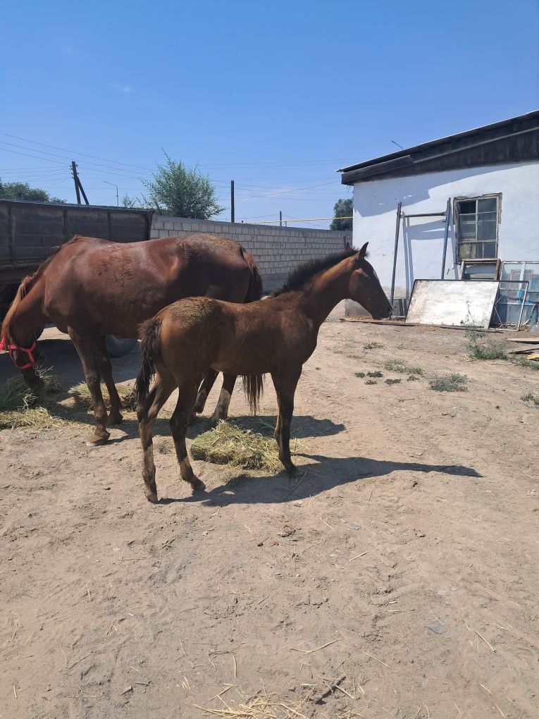 Продам кабылу с жеребенком полукровка
