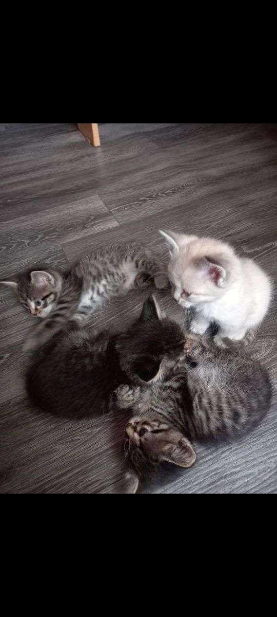 Отдам котят в хорошие руки