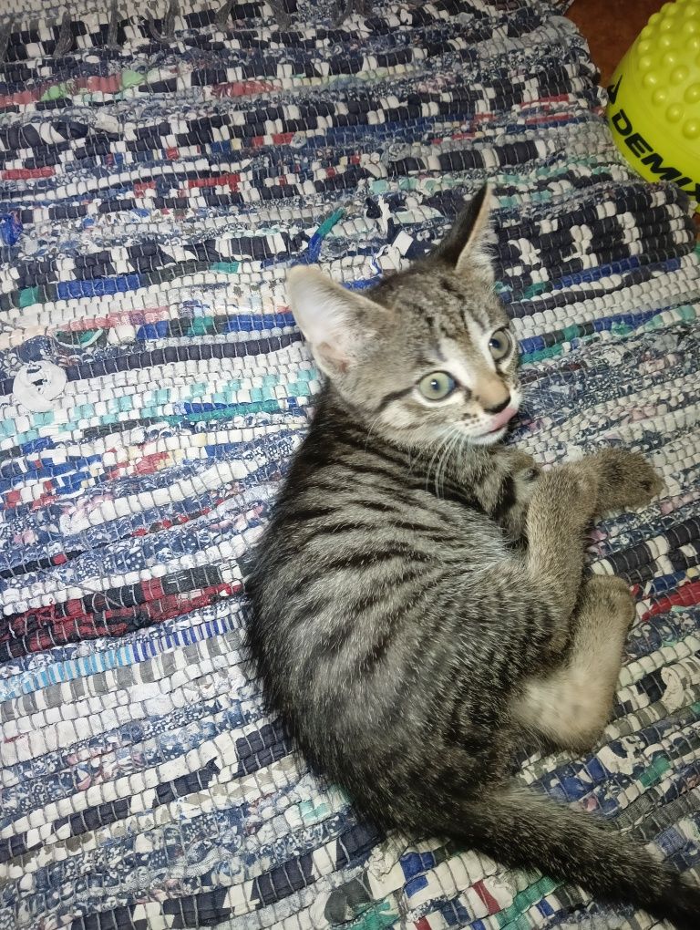 Котята 2 месяца.