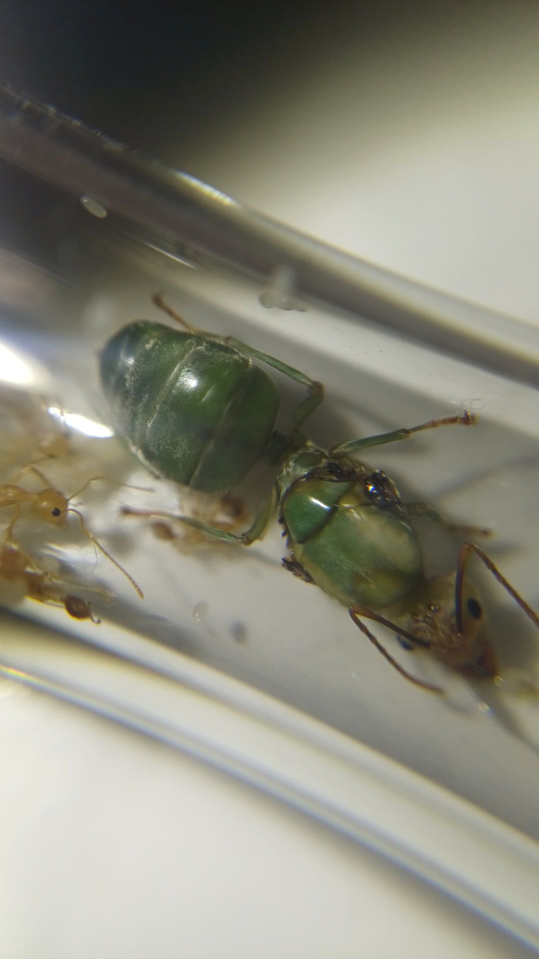 Муравьи Oecophylla smaragdina Экофилы