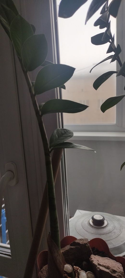 Продам замикулькас, долларовое дерево